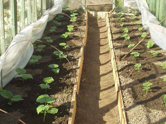 Выращивание огурцов: когда сеять рассаду для теплицы и парника