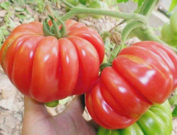 Томат солярис: описание и особенности выращивания сорта с фото