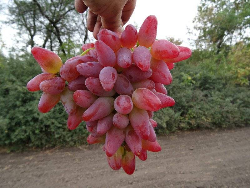 30 лучших сортов розового винограда