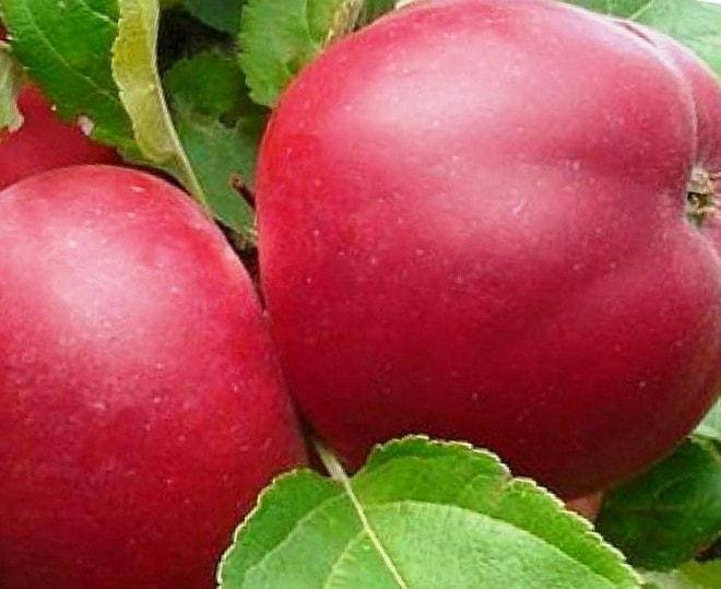 Яблоня белорусское сладкое: особенности сорта и ухода