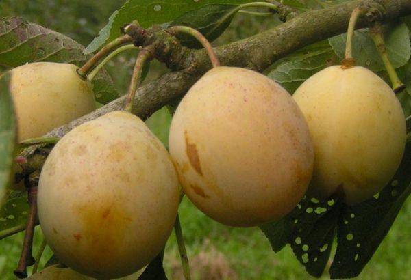 Топ-5 самых опасных болезней вишни и сливы