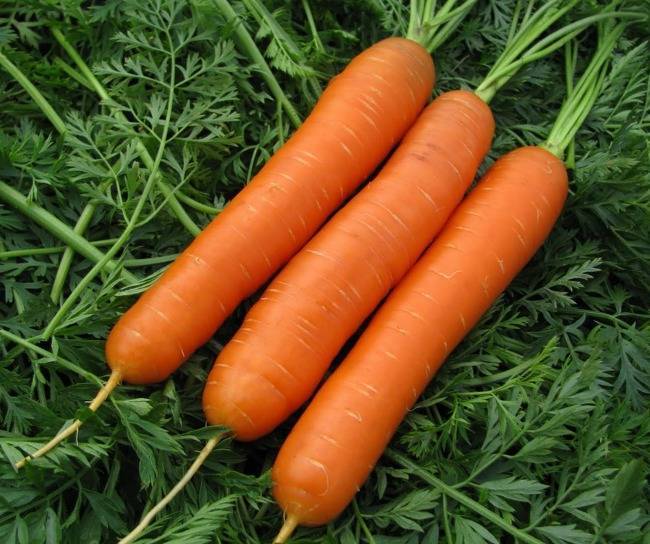 Морковь нантская  — описание сорта и особенности выращивания