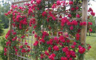 Описание розы сорта кордана, посадка и уход, размножение в домашних условиях