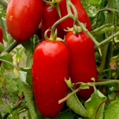 Уход и выращивание сорта томатов петруша огородник
