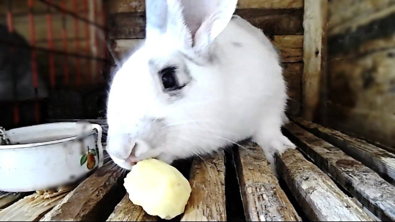 Можно ли кроликам давать хлеб