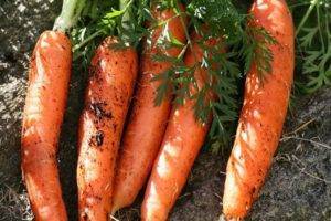 Почему кучерявится морковь и что делать, народные средства и методы