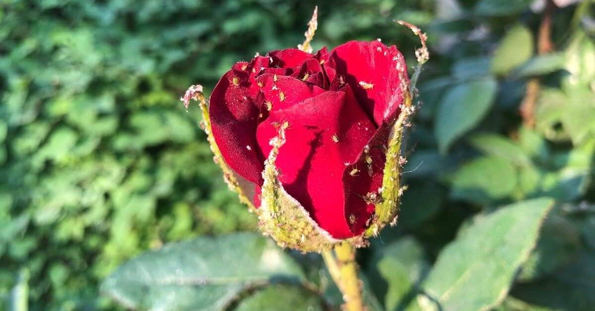 Что делать, если на любимых розах завелась тля: советы цветоводам по спасению растения