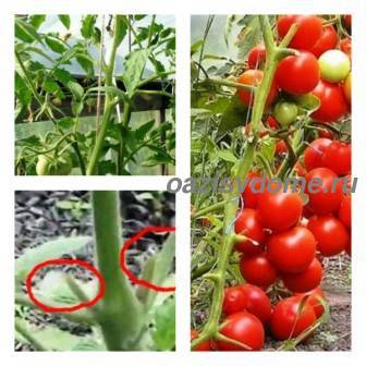 Особенности формирования помидоров