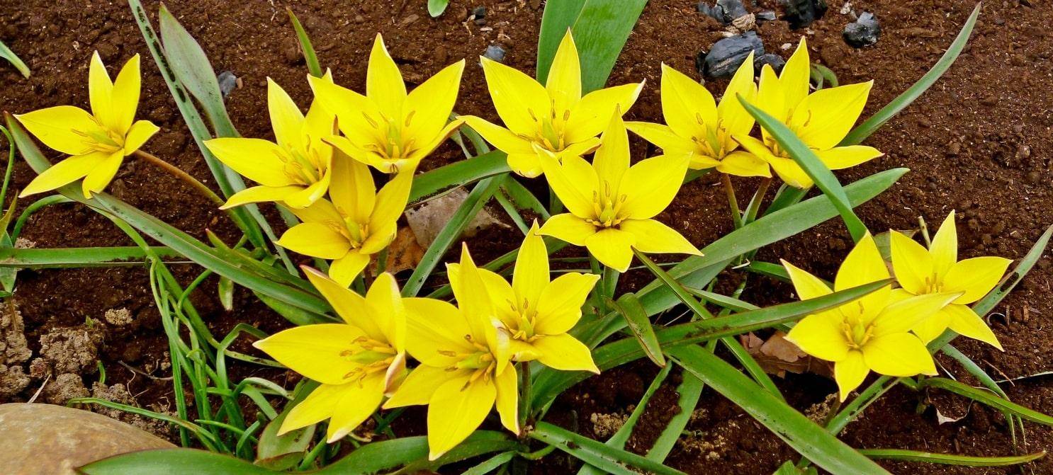 Многоцветковые тюльпаны – популярные сорта с фото