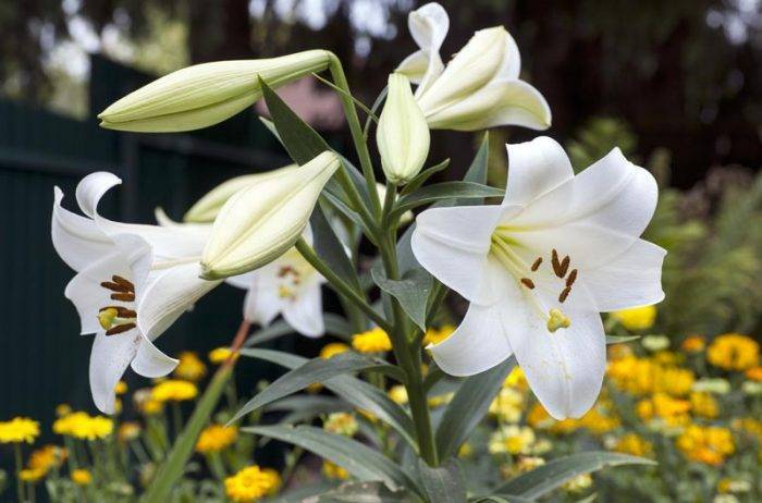 Белая лилия (кандидум) – посадка и уход. описание и фотографии
