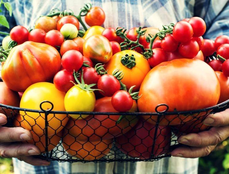 Характеристика и описание сорта томата король гигантов, его урожайность