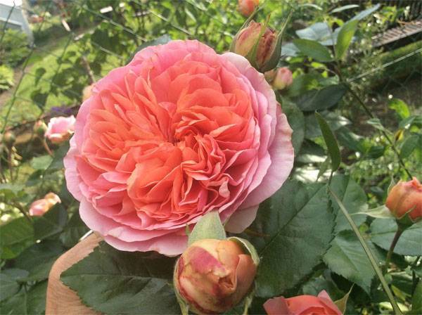 Неприхотливая роза чиппендейл — полная информация о цветке от а до я