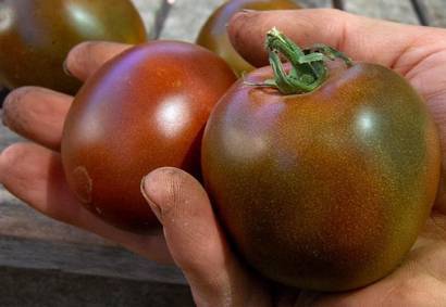 Описание сорта томата Черный ананас и особенности выращивания