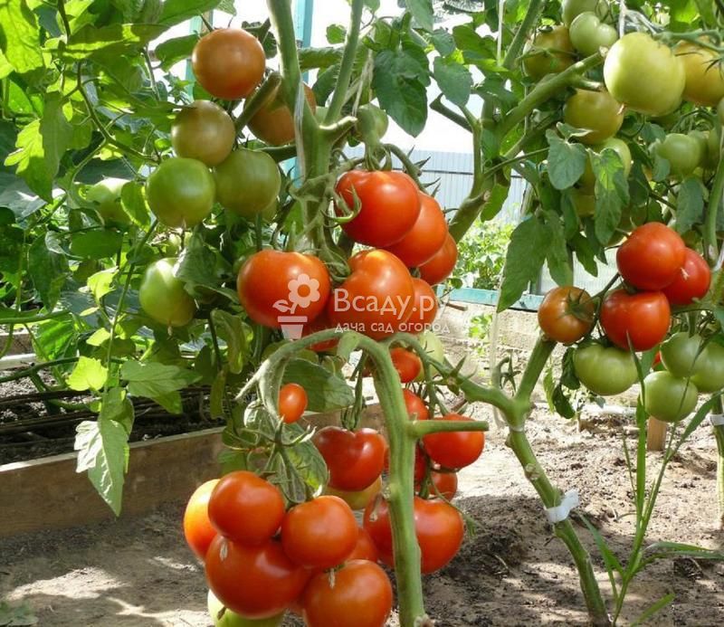Лучшие помидоры для теплицы из поликарбоната: 10 популярных сортов