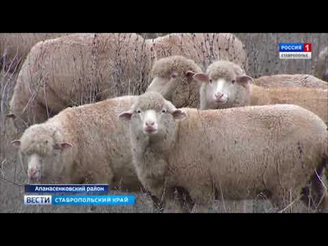Породы овец мясного направления: самые выгодные и крупные