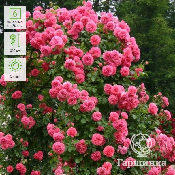 Плетистая роза «розариум ютерсен» – яркий акцент в ландшафтном дизайне