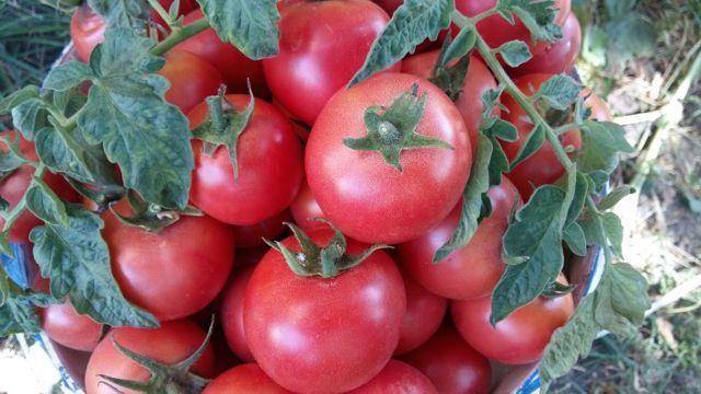 Сорт томата «ляна розовая»: фото, отзывы, описание, характеристика, урожайность