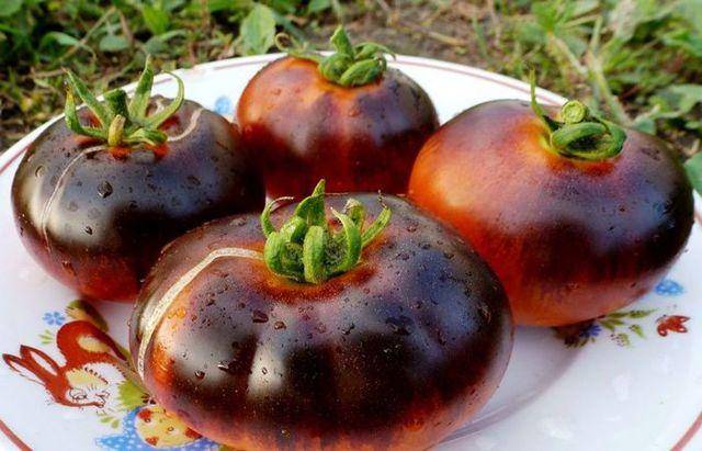 Гибрид томатов «иван-да-марья»: непростой в уходе, но удивляющий своими вкусовыми качествами