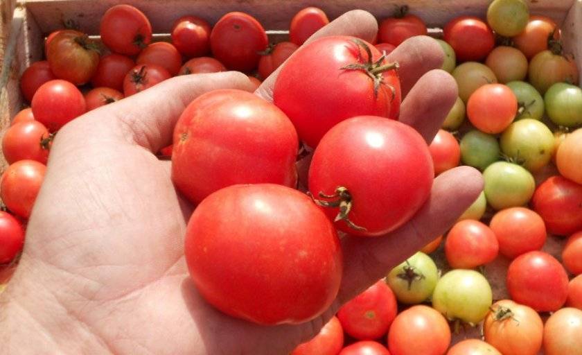Россыпь драгоценных помидоров на грядках — томат «жемчужина красная»