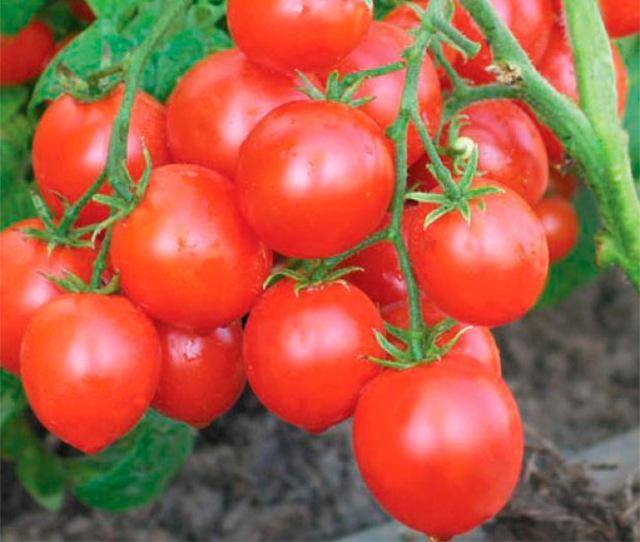 Томат евпатор f1: описание сорта, особенности выращивания