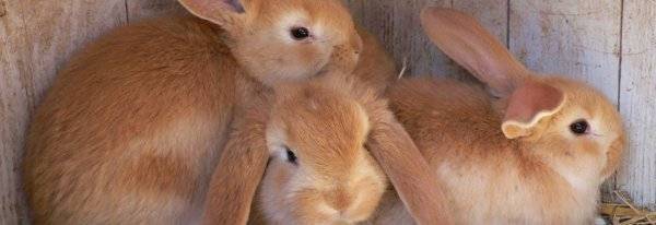 Ушной клещ у кроликов: лечение в домашних условиях