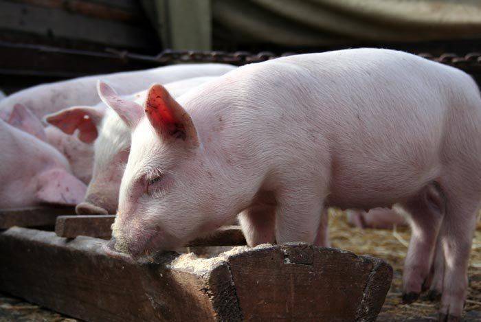 Выбираем лучшие стимуляторы для набора веса свиней
