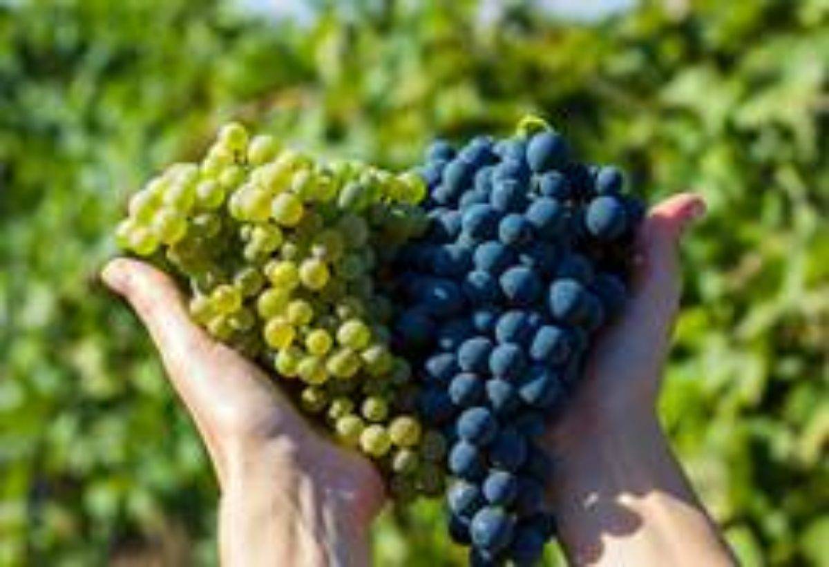 Виноград пино нуар – качественный французский сорт