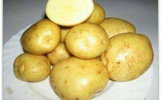 Картофель в сибири: лучшие сорта и советы по выращиванию