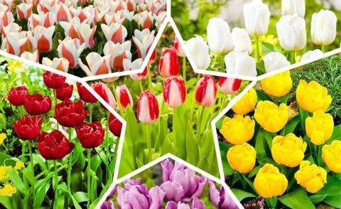 Тюльпаны: выращивание в саду, когда сажать и выкапывать