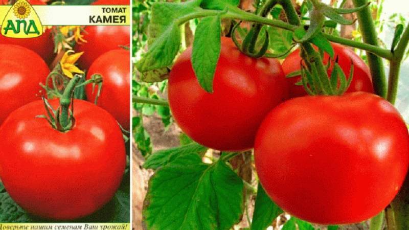 Характеристики томата касамори с отзывами садоводов