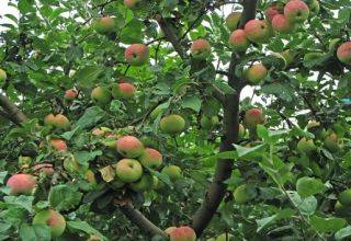 Полукультурная яблоня юнга: фото и описание сорта