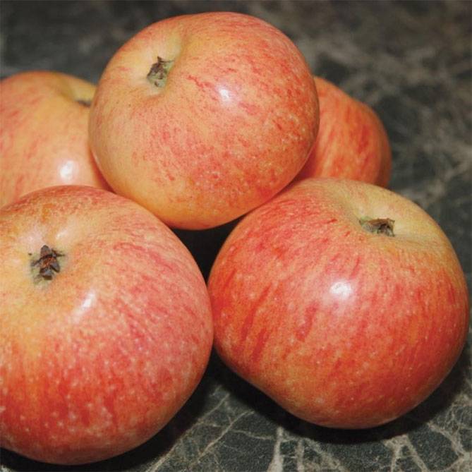 Описание и характеристики летнего сорта яблони Мальт Багаевский