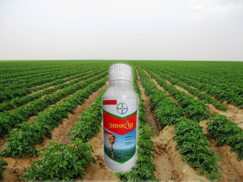 Зенкор – гербицид системного действия против сорняков