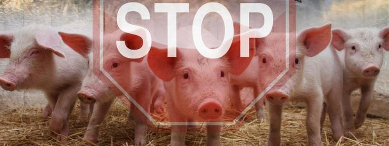Африканская чума свиней опасна для человека: симптомы