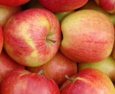 Как вырастить крупный сорт яблони апорт?