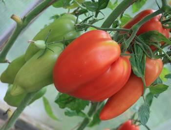 Описание и характеристики сорта томата Сэр Элиан, его урожайность