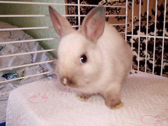 Инфекционный ринит у кроликов: причины возникновения и методы лечения
