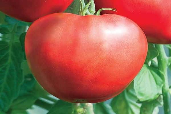 Описание сорта томата Сердце Красавицы, рекомендации по выращиванию