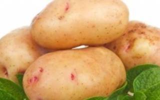 Картофель аврора: описание, особенности выращивания, отзывы