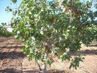 Выращивание фисташкового дерева в домашних условиях: особенности ухода, размножение и возможные проблемы