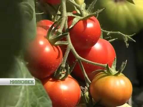 Характеристики и описание урожайных сортов минусинских помидоров