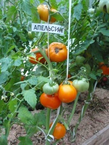 Томат апельсин: описание сорта и 3 правила выращивания