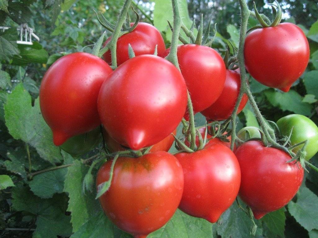 Томат чудо света — описание сорта, урожайность, фото и отзывы садоводов