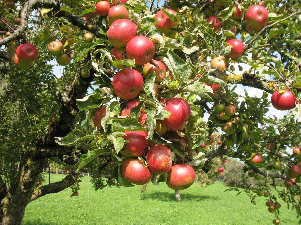 Яблоня первоуральская: особенности сорта и ухода