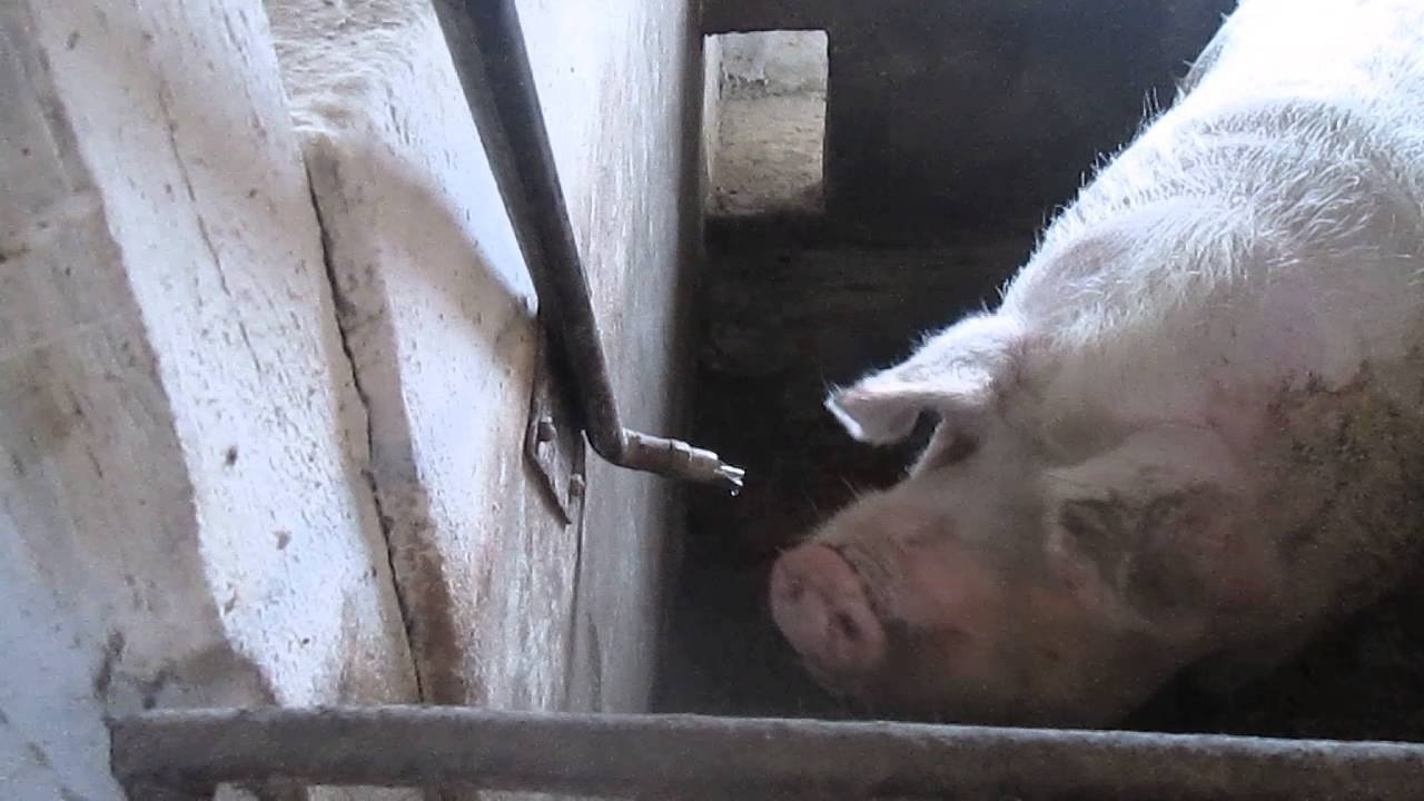 Щелевые полы для свиней: виды и монтаж