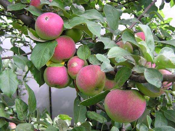 Изучаем сорта яблонь для разных регионов