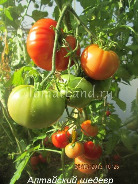 Характеристика и описание сорта томата Алтайский шедевр, урожайность