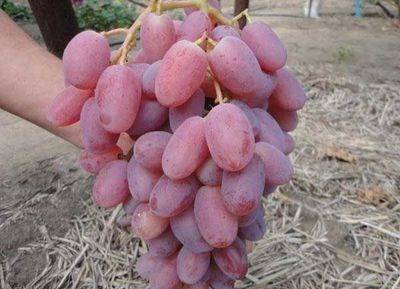 Лучший бескостный виноград «кишмиш лучистый»