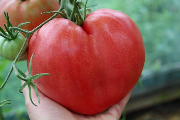 Характеристика и описание сорта томата Золотое сердце, его урожайность