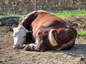 Задержание последа у крупнорогатого скота: причины появления, методы лечения, правила профилактики
